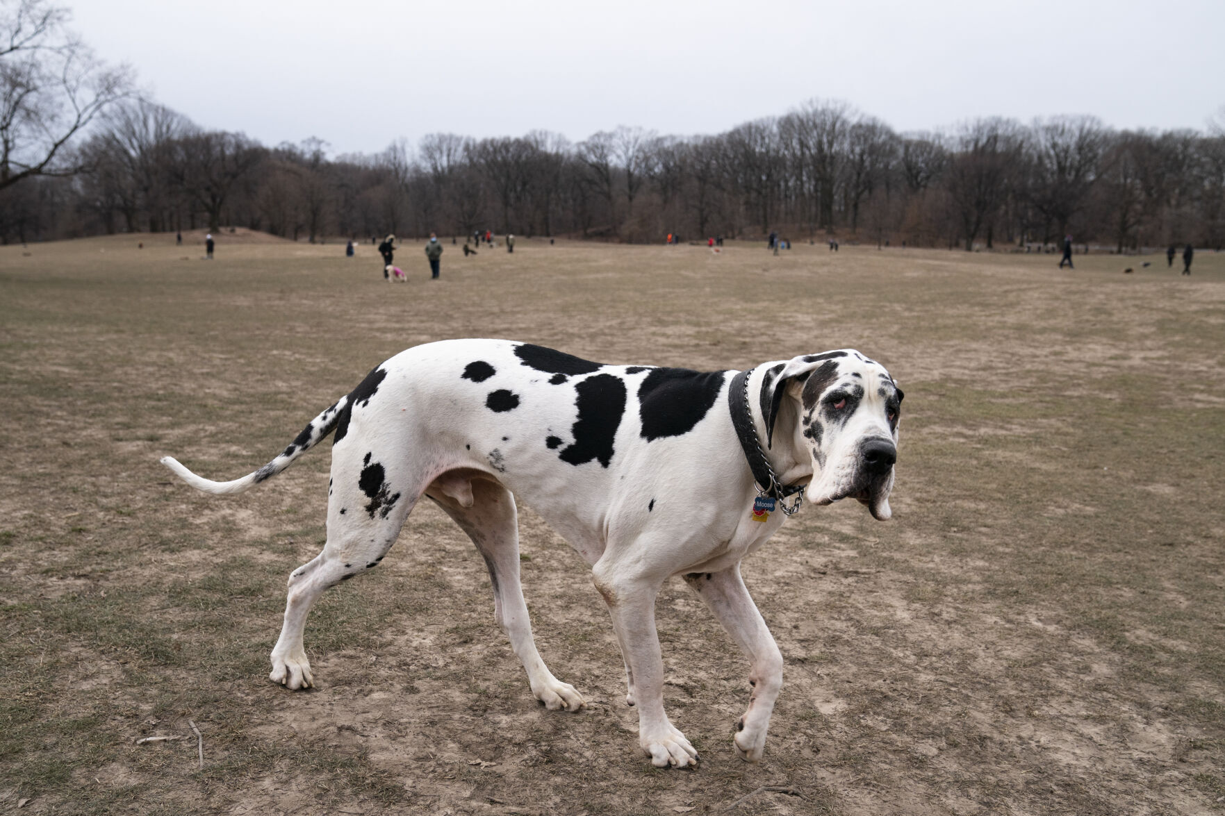 15. Great Dane